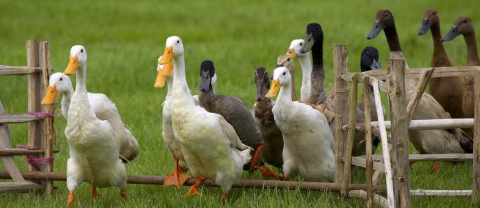 duck herding hen party activity