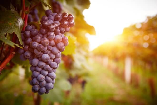 hen party activity vineyard hen party activity vineyard